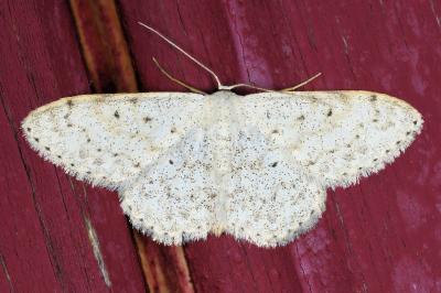 <i>Scopula marginepunctata</i>