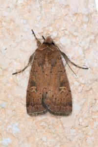 <i>Xestia xanthographa</i>