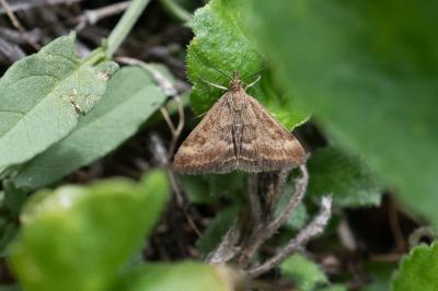 <i>Pyrausta despicata</i>