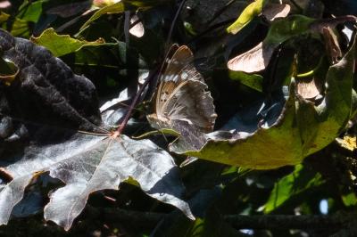 <i>Apatura ilia</i>