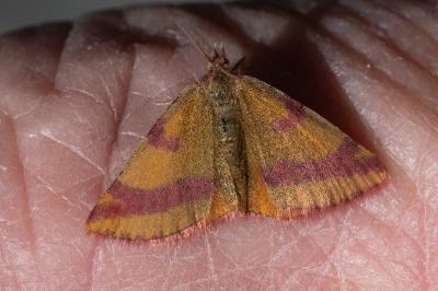 <i>Lythria cruentaria</i>