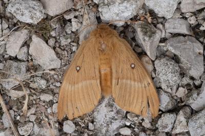 <i>Lasiocampa quercus</i>