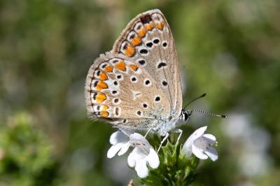 <i>Polyommatus icarus</i>