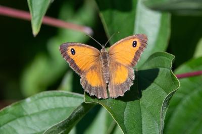 <i>Pyronia tithonus</i>