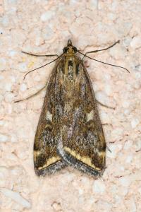 <i>Loxostege sticticalis</i>
