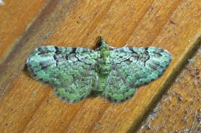<i>Pasiphila rectangulata</i>
