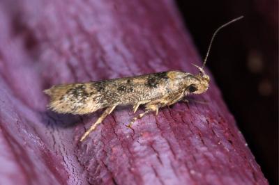 <i>Bryotropha</i>