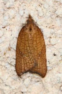 <i>Acleris rhombana</i>