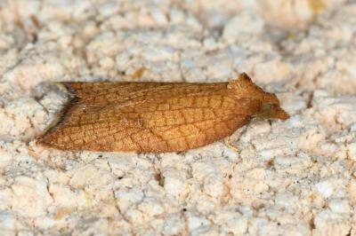 <i>Acleris rhombana</i>