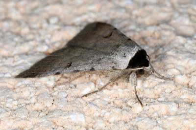 <i>Lygephila craccae</i>