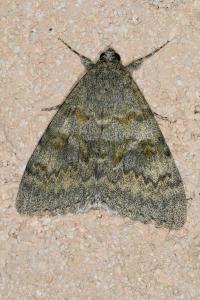 <i>Catocala elocata</i>