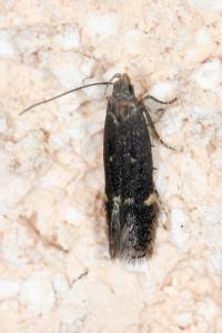 <i>Aproaerema anthyllidella</i>