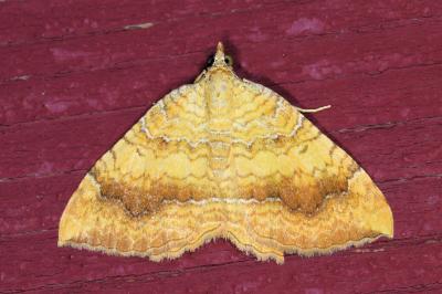 <i>Camptogramma bilineata</i>