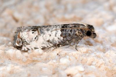 <i>Notocelia incarnatana</i>