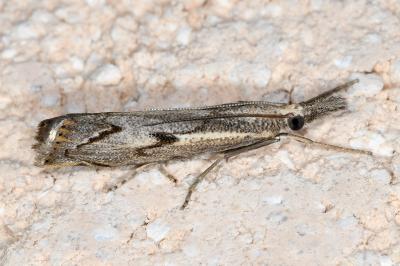 <i>Agriphila geniculea</i>