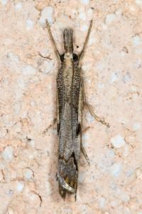 <i>Agriphila geniculea</i>