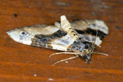 <i>Cosmorhoe ocellata</i>