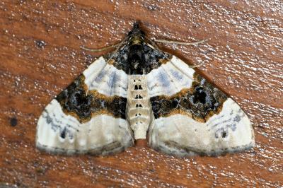 <i>Cosmorhoe ocellata</i>