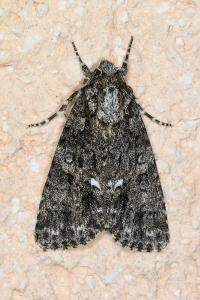 <i>Acronicta rumicis</i>