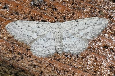 <i>Idaea seriata</i>
