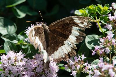 <i>Brintesia circe</i>