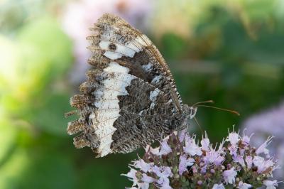<i>Brintesia circe</i>
