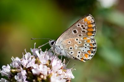 <i>Aricia agestis</i>