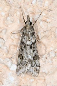 <i>Eudonia angustea</i>