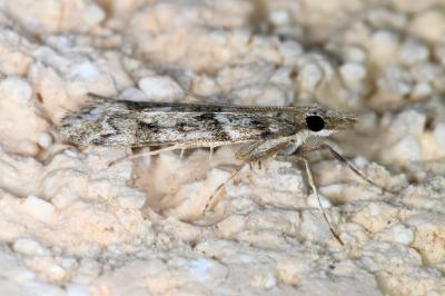 <i>Eudonia angustea</i>