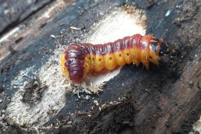 <i>Cossus cossus</i>
