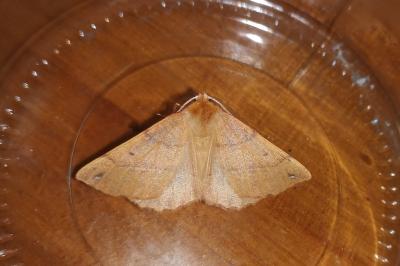 <i>Colotois pennaria</i>
