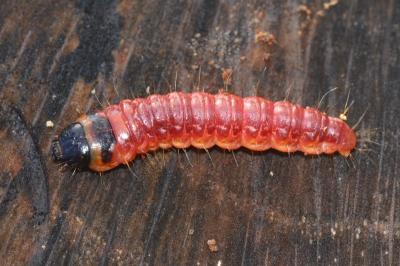 <i>Cossus cossus</i>
