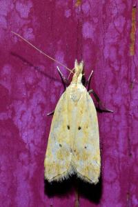 <i>Acompsia schmidtiellus</i>