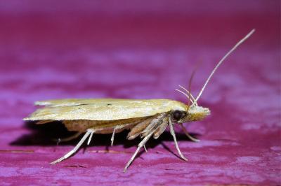 <i>Acompsia schmidtiellus</i>