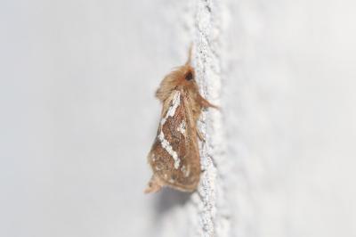 <i>Korscheltellus lupulinus</i>