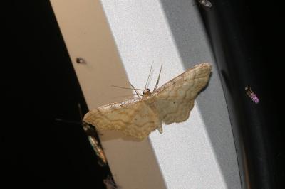 <i>Idaea fuscovenosa</i>