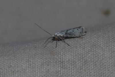 <i>Yponomeuta</i>