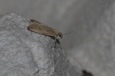 <i>Bactra</i>