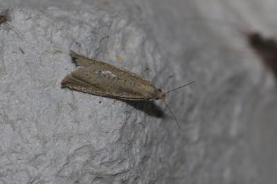 <i>Bactra</i>