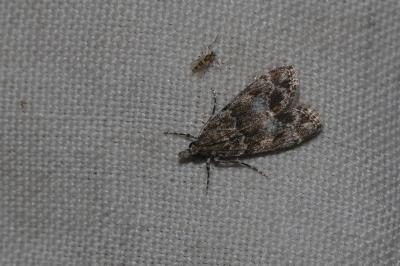 <i>Eudonia lacustrata</i>