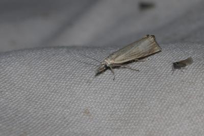 <i>Chrysoteuchia culmella</i>