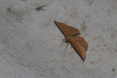 <i>Idaea ochrata</i>