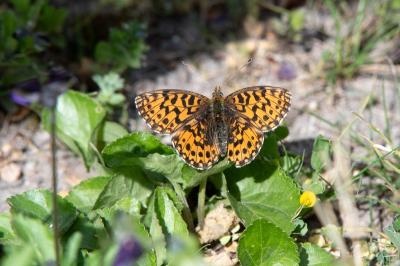 <i>Boloria dia</i>
