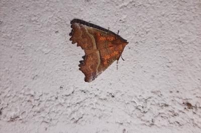 <i>Scoliopteryx libatrix</i>
