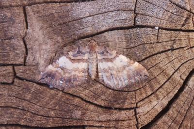 <i>Earophila badiata</i>