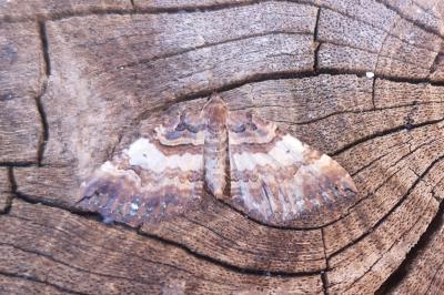 <i>Earophila badiata</i>