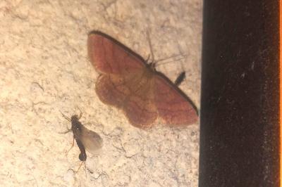 <i>Scopula rubiginata</i>
