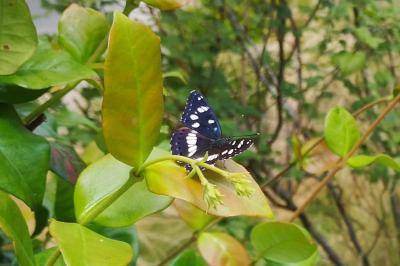 <i>Limenitis reducta</i>