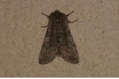<i>Achlya flavicornis</i>