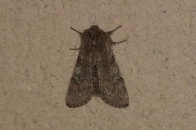 <i>Achlya flavicornis</i>